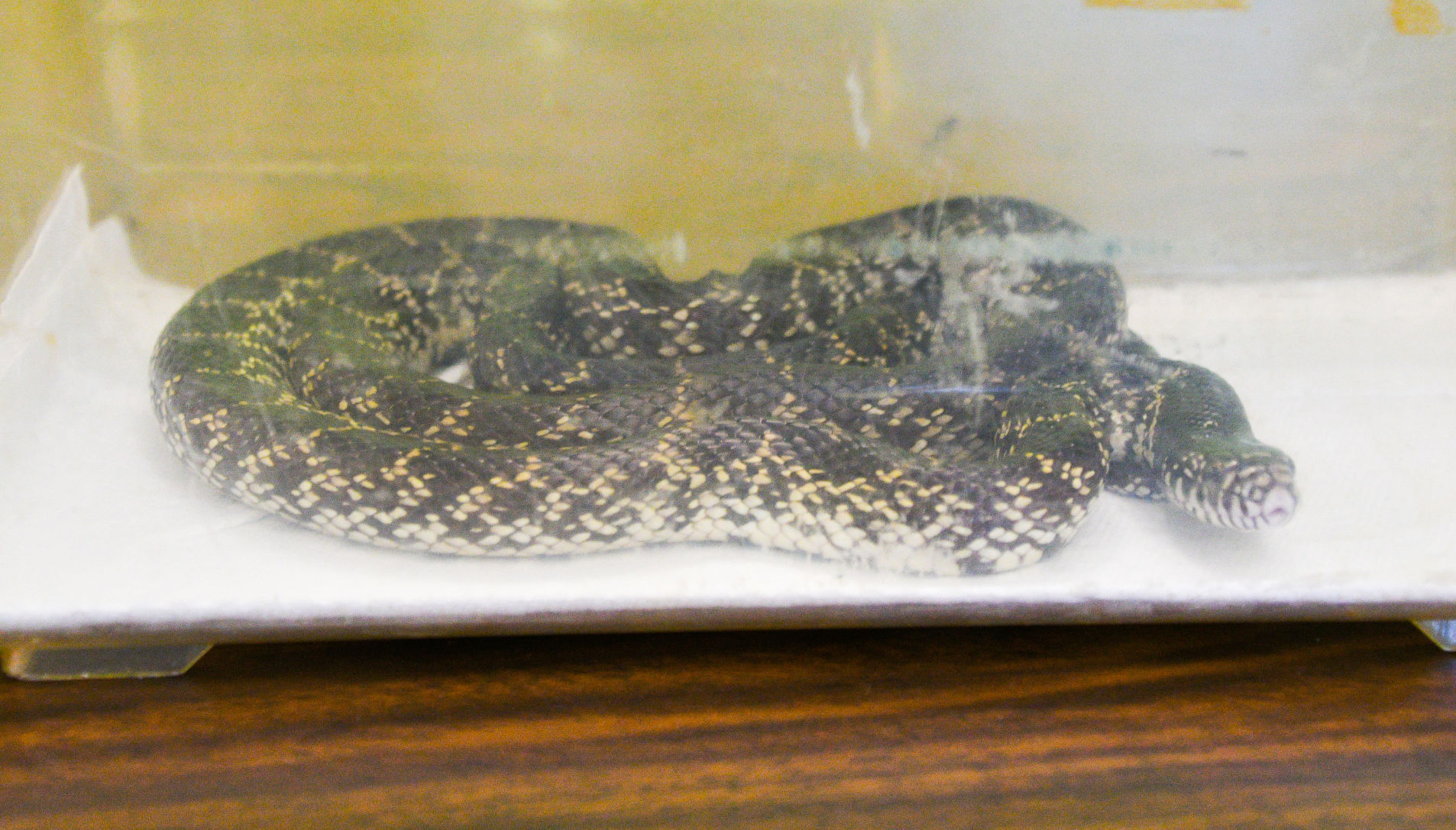 Snake Day at Clara B. Mounce Public Library